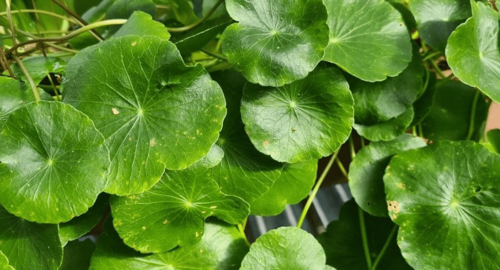 Centella Asiática - iS CLINICAL - Tu piel, nuestra ciencia